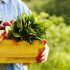 organic-blog-2