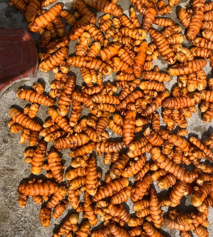 turmeric