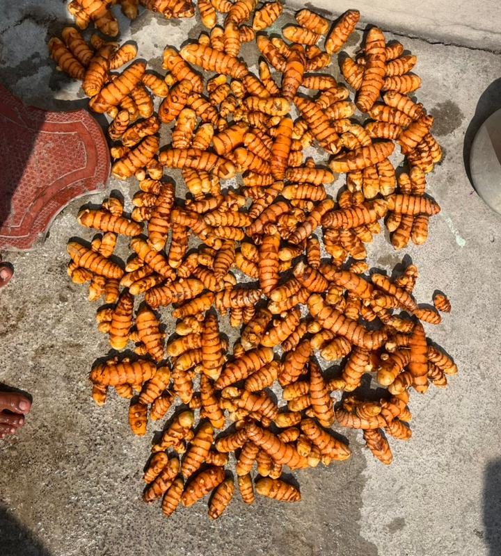 turmeric