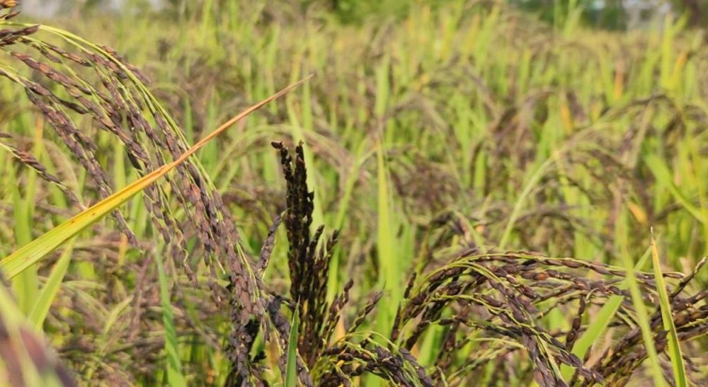 cropped-kala-namak-kiran-paddy-rice-online-1536x547