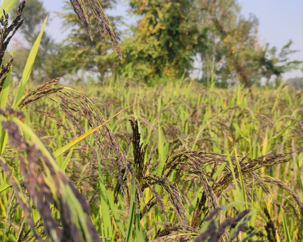 kala-namak-kiran-paddy-rice-online