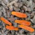 Organic turmeric